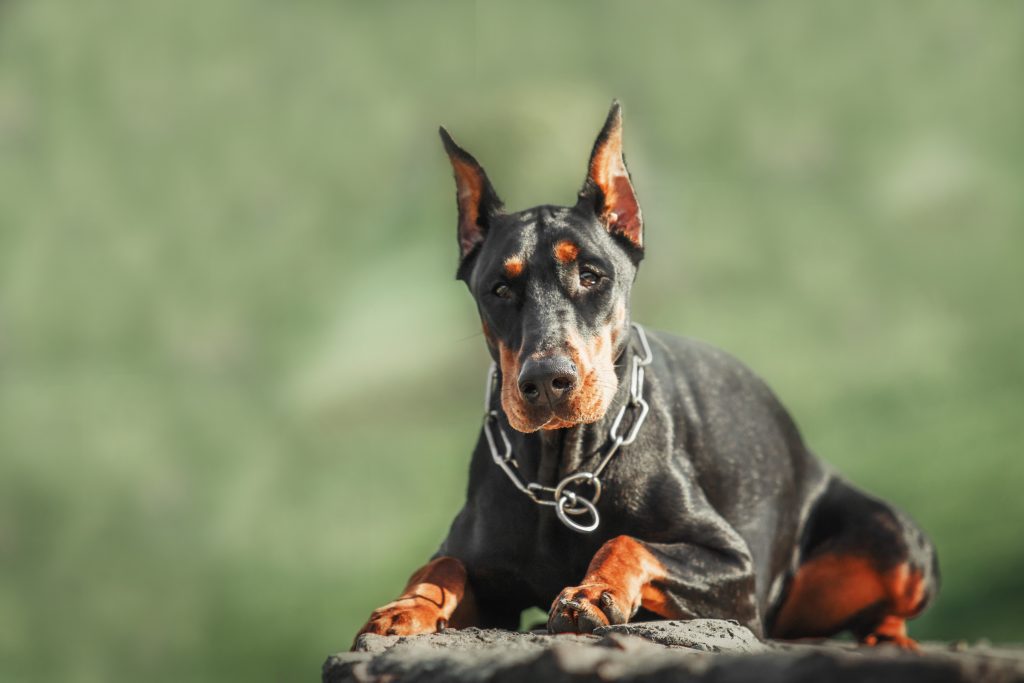 Doberman Puppies for sale in surat