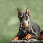 Doberman Puppies for sale in surat