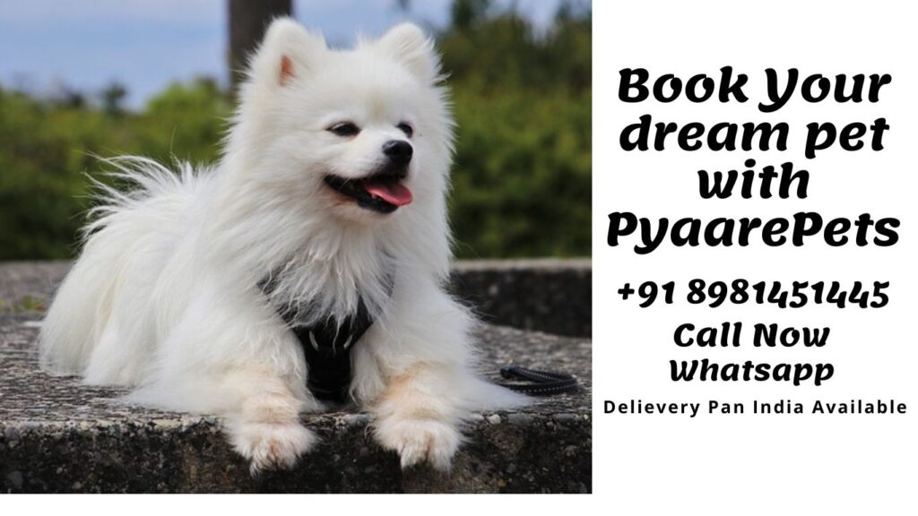 https://pyaarepets.com/all-about-indian-spitz-the-complete-care-guide/