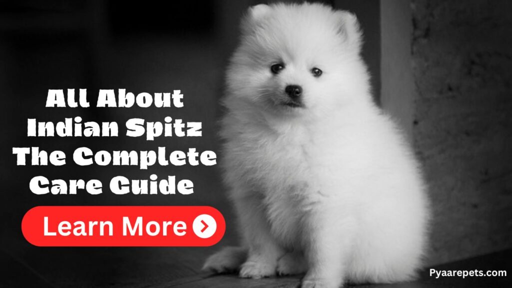 https://pyaarepets.com/all-about-indian-spitz-the-complete-care-guide/