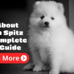 https://pyaarepets.com/all-about-indian-spitz-the-complete-care-guide/