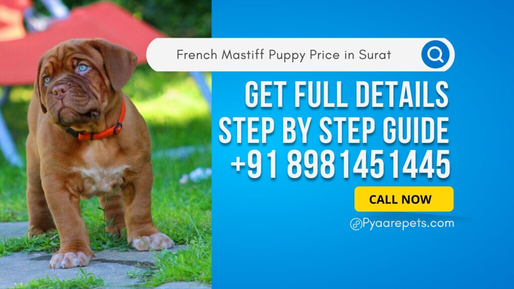 French Mastiff Puppy Price in Surat