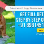 French Mastiff Puppy Price in Surat