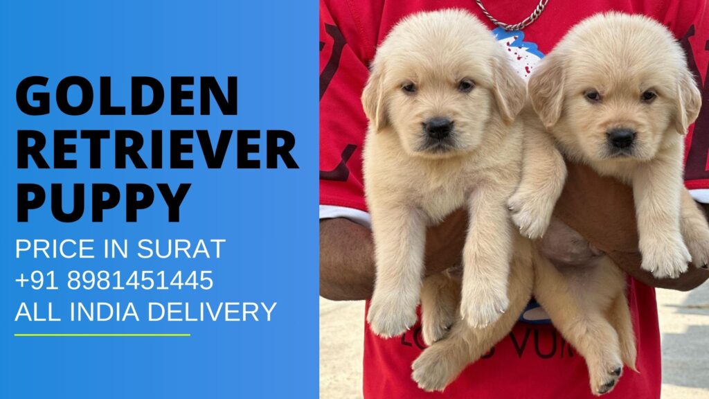 Golden Retriever puppy Price in Surat Near you