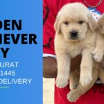 Golden Retriever puppy Price in Surat Near you