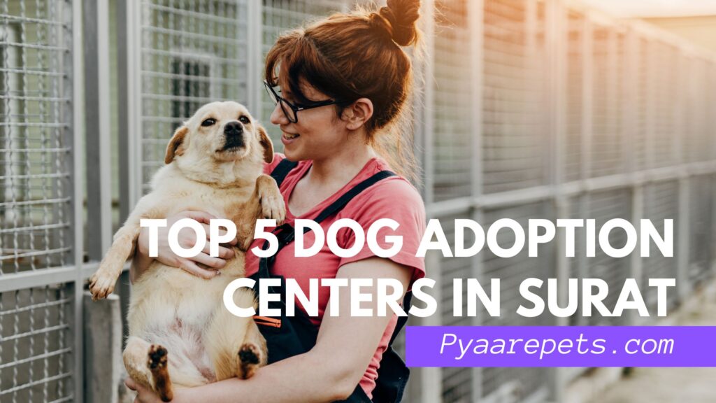 Top 5 Dog Adoption Centers in Surat