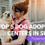 Top 5 Dog Adoption Centers in Surat