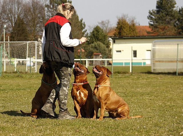 french-mastiff-puppy-price-in-surat