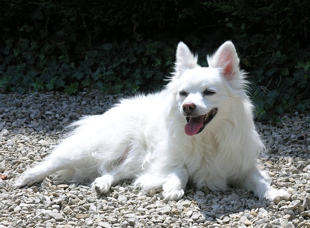 https://pyaarepets.com/category/dog-breeds/indian-spitz/