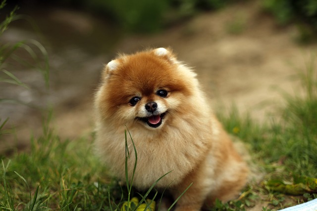 https://pyaarepets.com/category/dog-breeds/indian-spitz/