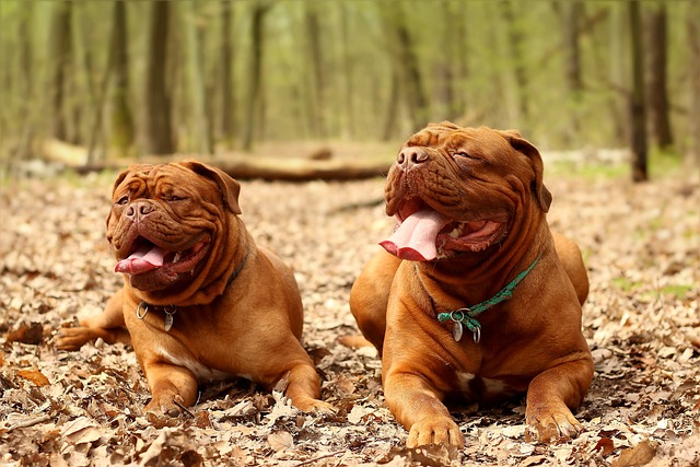 french-mastiff-puppy-price-in-surat