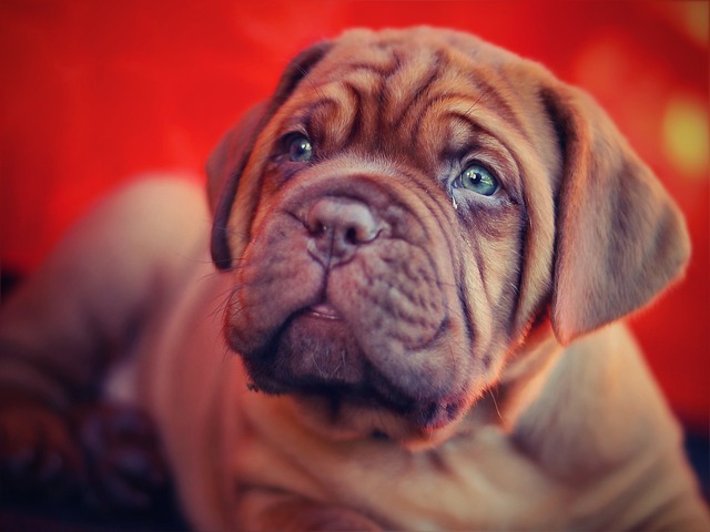 french-mastiff-puppy-price-in-surat