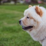 chow chow dog price in india ll chow chow puppy