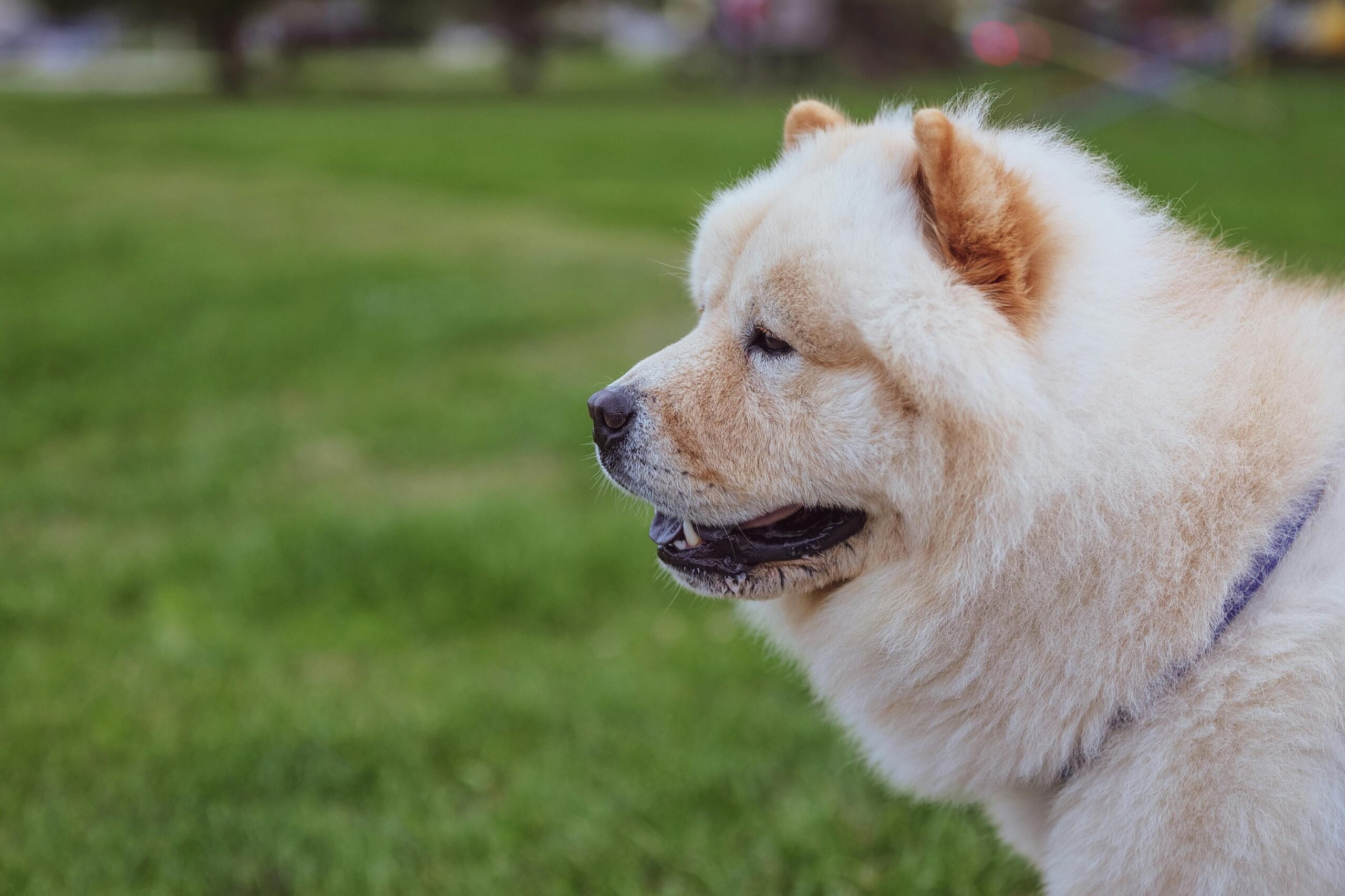 chow chow dog price in india ll chow chow puppy