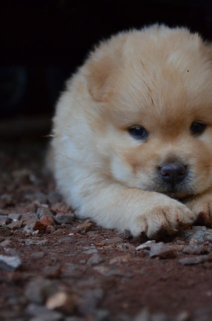 chow chow dog price in india